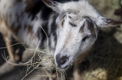 photo white and black goat eating hay image