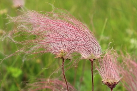 photo-prairie-smoke-native-wildflower-found-in-north-dakota