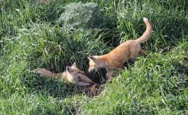 photo-two-red-fox-kits-at-play-north-dakota