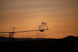 Pivot irrigation in fields at sunset