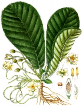 plant illustration Adillanacae