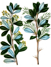 plant illustration Berberidaceae B