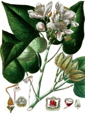 plant illustration Bixineae