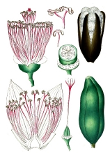 plant illustration bombaceae 2