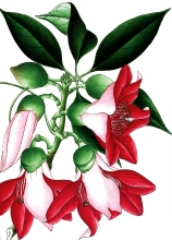 plant illustration bombaceae