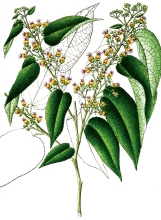 plant illustration byttneriaceae 3