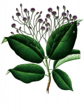 plant illustration byttneriaceae