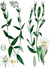 plant illustration cryophyllaceae