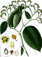 plant illustration DILLANACAE