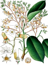 plant illustration dipterocarpeae