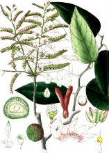 plant illustration dipterocarpeae 4