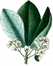 plant illustration elaeocarpeae