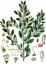 plant illustration erythrozyleae