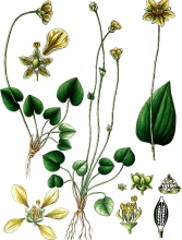 plant illustration parnassieae