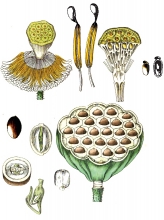 plant illustration various seeds