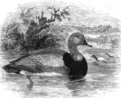 pochard duck bird illustration duck
