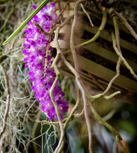 Purple orchids spanish moss