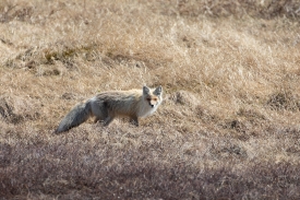 Red fox on alaskan tundra.
