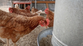 red hens on farm in maryland