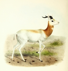 red necked gazelle antelope illustration