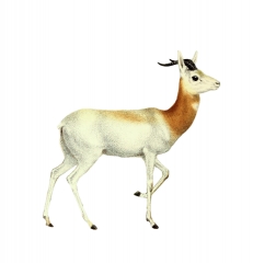 red necked gazelle antelope white background