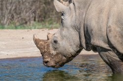 rhinoceros drinking water at a water hole photo 