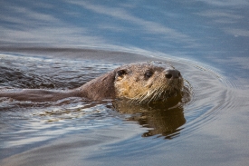 River otter swimming in Lake