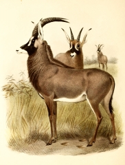 roan antelopes color Illustration
