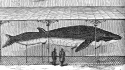 rorqual whale on display illustration