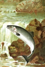 salmon leaping out of water color historic illustration