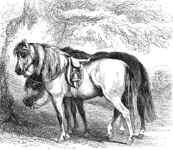 shetland pony illustration
