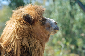 side view head of camel at zoo