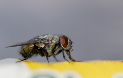 single house fly closeup photo