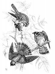 sparrow hawks bird illustration