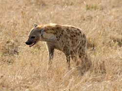 Spotted Hyena Kenya Africa