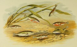 sticklebacks fish clipart illustration