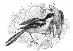 strike bird illustration