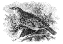 thrush bird illustration