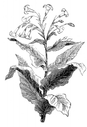 tobacco historical illustration