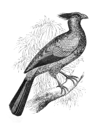 touraco engraved bird illustration