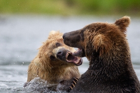 two bears fight mouths open