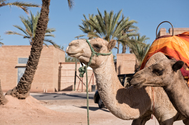Two Camel at the Palm Grove Palmaraie Marrakeh Morocco Photo