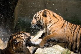 two Siberian tigers playing in water