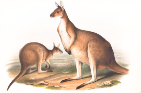 two West Australian Great Kangaroos 