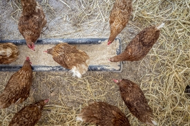 view from above of feeding chickens