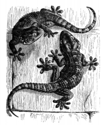 wall gecko bw animal illustration