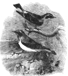 wheat ear engraved bird illustration