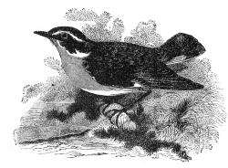 whinchatt bird vintage illustration
