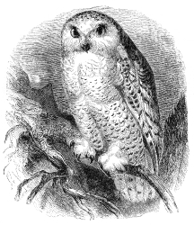 white owl bird illustration