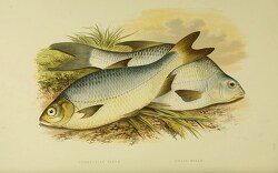 white pomeranian bream fish clipart illustration